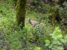 Stevens-Creek-Erosion-007.jpg