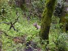 Stevens-Creek-Erosion-008.jpg