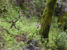 Stevens-Creek-Erosion-009.jpg