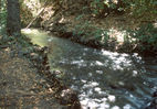 Weir-1.jpg