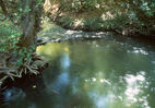 Weir-2.jpg