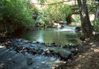 Weir-3.jpg
