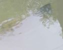 Stevens_Creek_Steelhead2.jpg