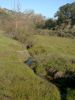 Filename=Stevens_Creek_Watershed,_Cupertino,_Feb-2005_010.jpg
Filesize=494KB
Dimensions=1200x1600
Date added=Feb 28, 2006 Stevens_Creek_Watershed,_Cupertino,_Feb-2005_010.jpg