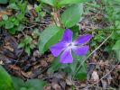 vinca-flower02.JPG